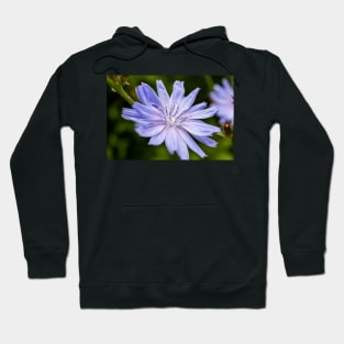 Blue chicory flower Hoodie